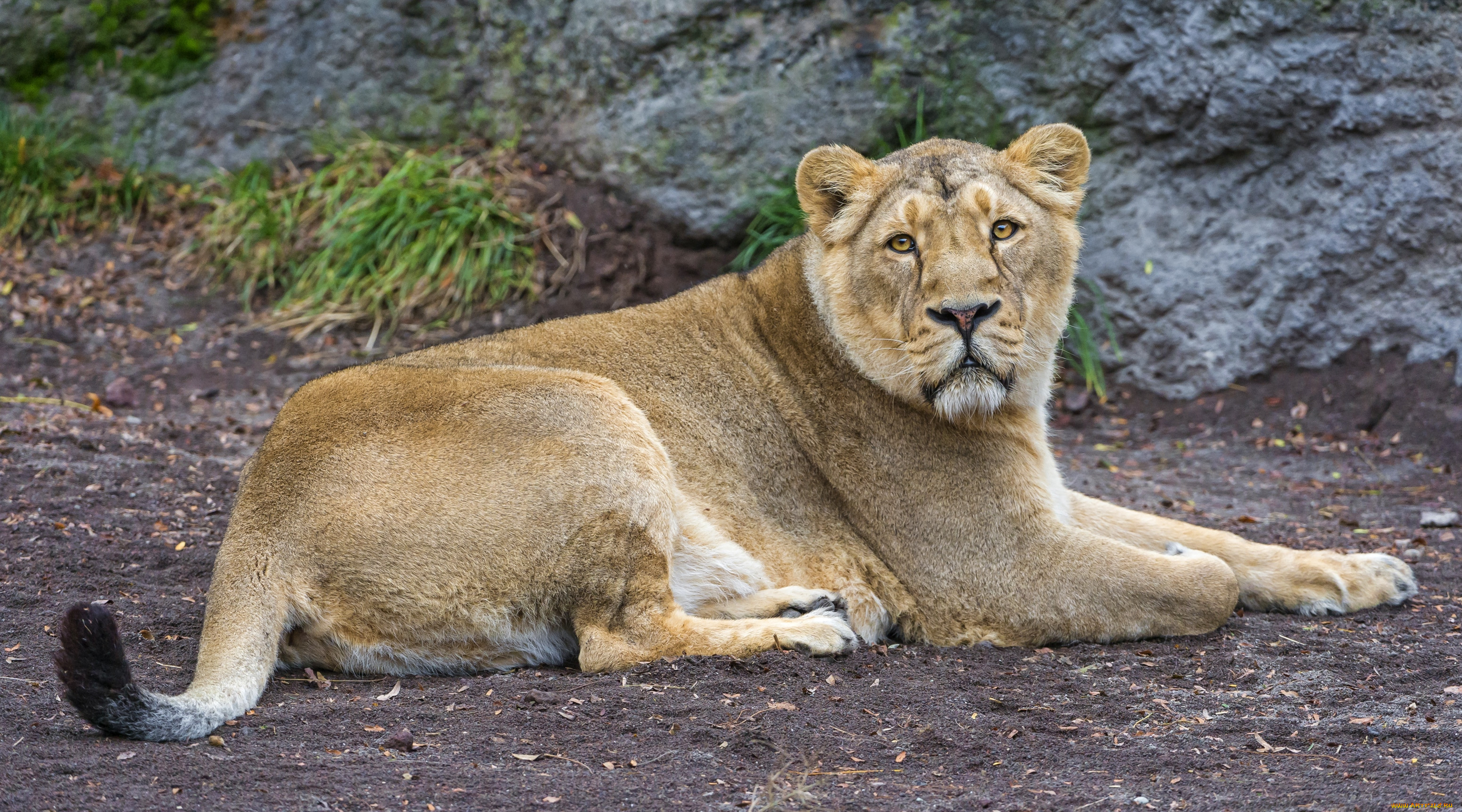 Lion tail. Хвост львицы. Львица фото. Хвост львицы фото. Лев и львица хвост.